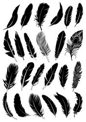 Black Feather Vector Collection Free CDR