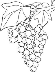 Grapes Design Free CDR