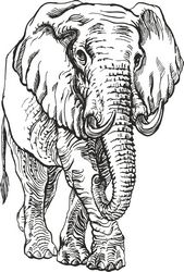 Elephant Engr Free CDR