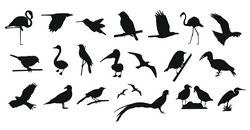 Collection Of Birds Free CDR