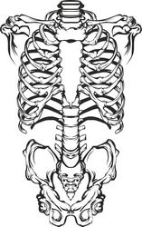 Human Skeleton Free CDR
