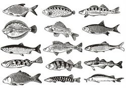 Fishs set vectors download Free CDR