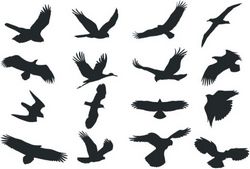Bird silhouette Free CDR