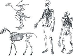 Bones skeleton Free CDR