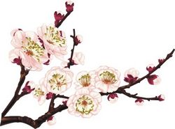 Cherry blossom icon design closeup Free CDR
