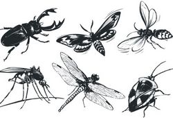 A monochrome insect Free CDR