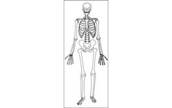Human Skeleton Free DXF File