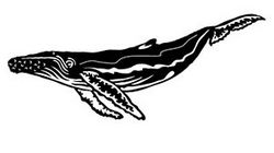 Humpback Whale Free DXF File
