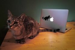 Laptop Sticker Cat 12x7cm Free DXF File